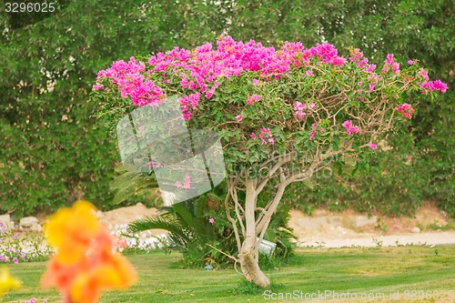 Image of Exotic flowers and plants Egypt