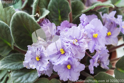 Image of Exotic flowers and plants Egypt