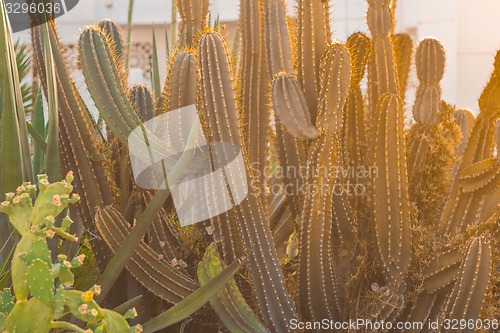 Image of Exotic flowers and plants Egypt