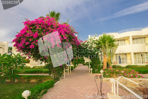 Image of Exotic flowers and plants Egypt