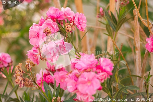 Image of Exotic flowers and plants Egypt