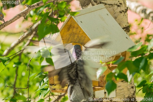 Image of Pigeons around bird feeders  