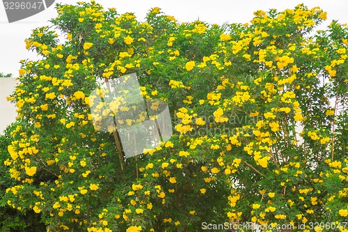 Image of Exotic flowers and plants Egypt