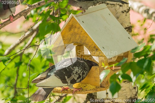 Image of Pigeons around bird feeders  