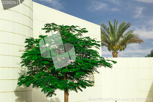 Image of Exotic flowers and plants Egypt