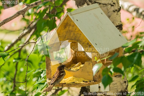 Image of Pigeons around bird feeders  