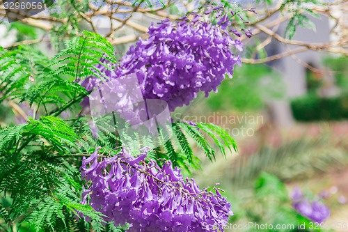 Image of Exotic flowers and plants Egypt