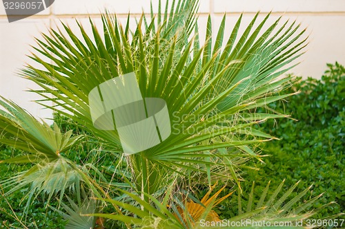 Image of Exotic flowers and plants Egypt