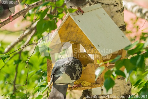 Image of Pigeons around bird feeders  