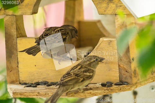 Image of Sparrows arrived