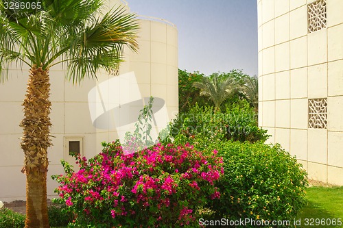 Image of Exotic flowers and plants Egypt