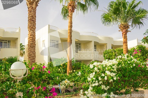 Image of Exotic flowers and plants Egypt