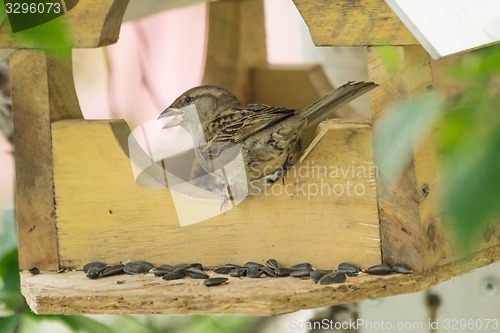 Image of Sparrows arrived