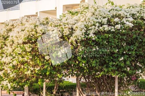 Image of Exotic flowers and plants Egypt