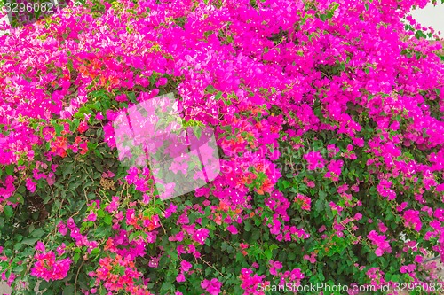 Image of Exotic flowers and plants Egypt