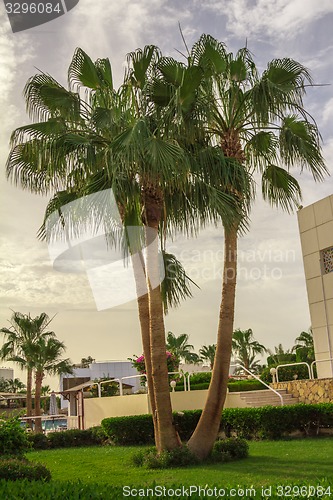 Image of Exotic flowers and plants Egypt