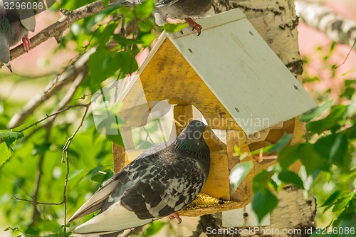 Image of Pigeons around bird feeders  