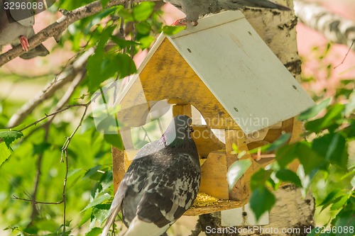 Image of Pigeons around bird feeders  