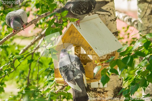 Image of Pigeons around bird feeders  