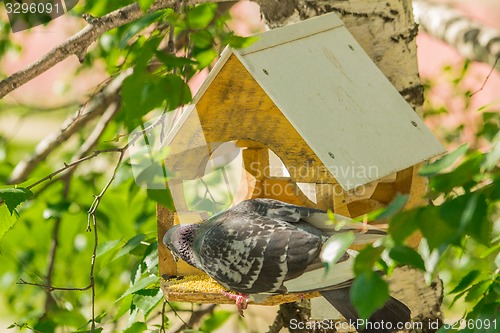 Image of Pigeons around bird feeders  