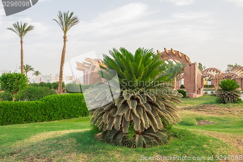 Image of Exotic flowers and plants Egypt