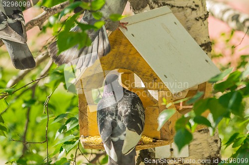 Image of Pigeons around bird feeders  