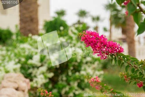 Image of Exotic flowers and plants Egypt