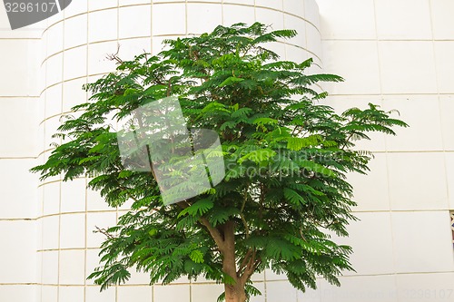 Image of Exotic flowers and plants Egypt