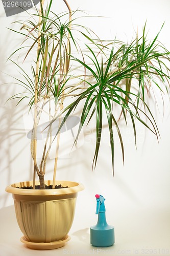 Image of flower room   