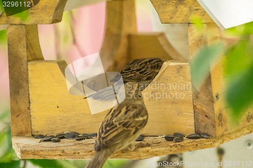 Image of Sparrows arrived