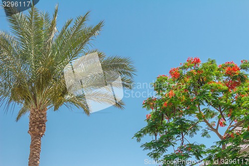 Image of Exotic flowers and plants Egypt