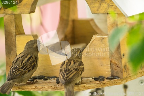 Image of Sparrows arrived