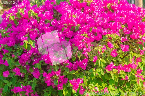 Image of Exotic flowers and plants Egypt