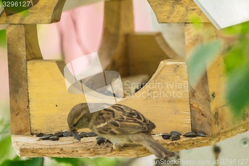 Image of Sparrows arrived