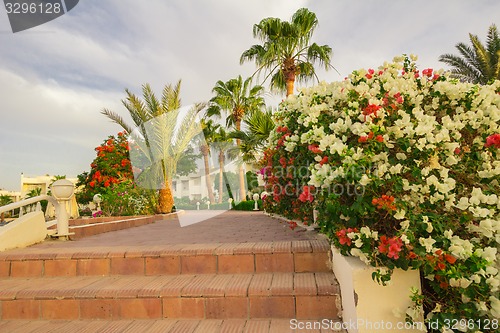 Image of Exotic flowers and plants Egypt