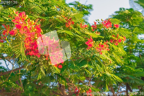 Image of Exotic flowers and plants Egypt