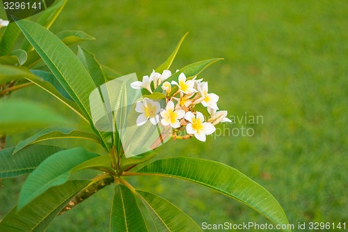 Image of Exotic flowers and plants Egypt