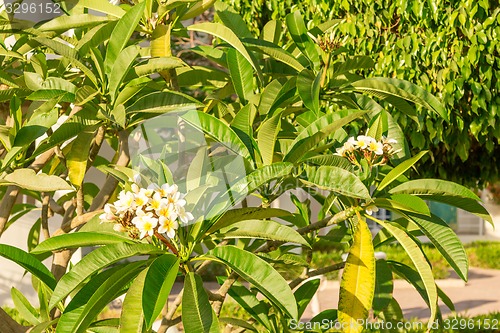 Image of Exotic flowers and plants Egypt
