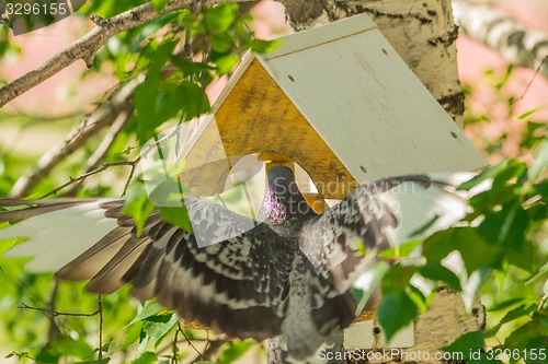 Image of Pigeons around bird feeders  