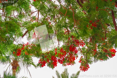 Image of Exotic flowers and plants Egypt