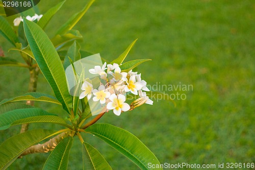 Image of Exotic flowers and plants Egypt