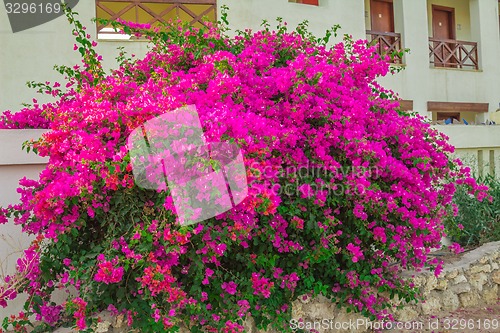 Image of Exotic flowers and plants Egypt