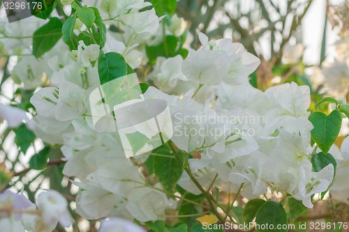 Image of Exotic flowers and plants Egypt