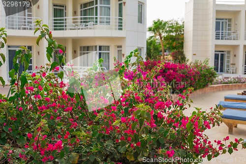 Image of Exotic flowers and plants Egypt