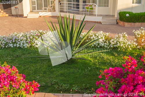 Image of Exotic flowers and plants Egypt