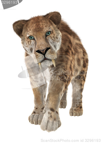 Image of Big Cat Sabertooth