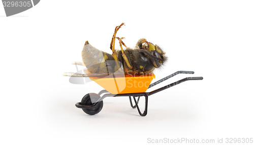 Image of Dead wasp in a miniature wheelbarrow