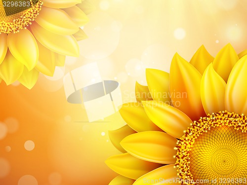 Image of Macro SunFlower Background. EPS 10