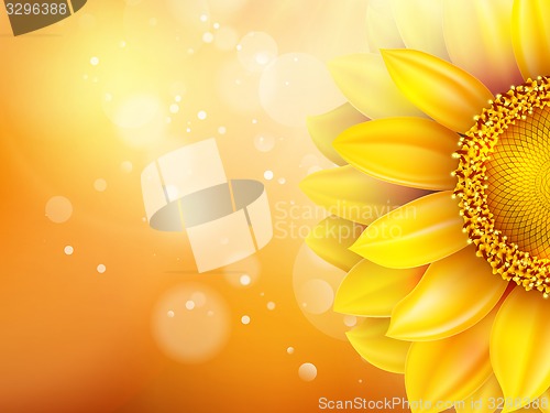 Image of Macro SunFlower Background. EPS 10