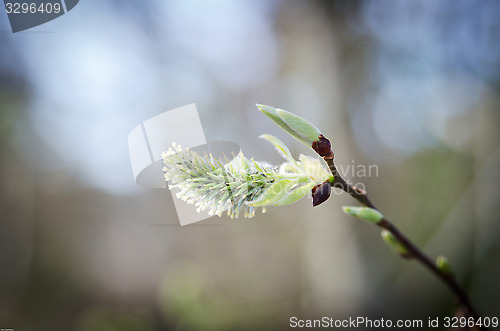 Image of willow bud